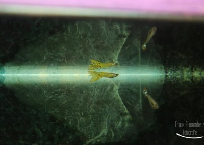 Gelber Guppy