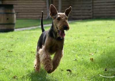 Airedale Terrier Jonas im Lauf