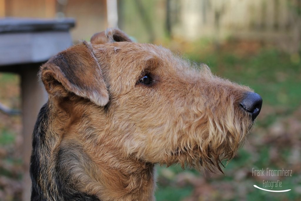 Airedale Terrier Sido im Profil