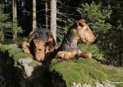 Airedale Terrier Sido und Jonas auf Felsen liegend