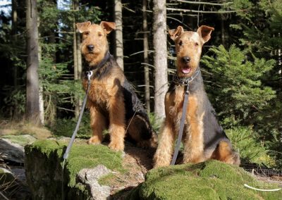 Airedale Terrier Sido und Jonas auf Felsen