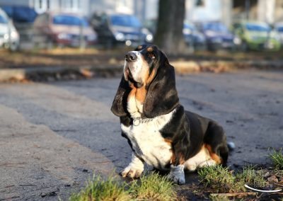 Basset