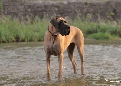 Deutsche Dogge im Wienfluss