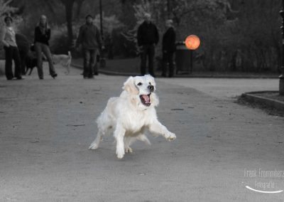 Golden Retriever Olli