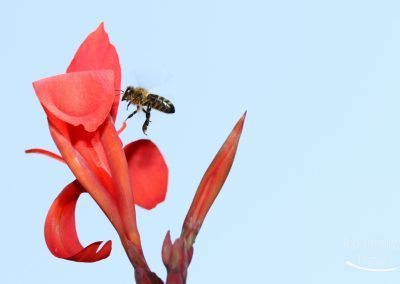 Biene fliegt in Blume