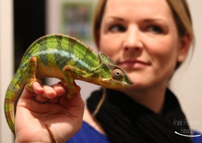 Chameleon Rango auf Noras Hand