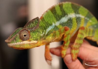 Chameleon Rango