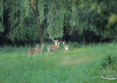 Damwild in Schloss Aspang 2