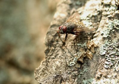 Fliege auf Baumstumpf