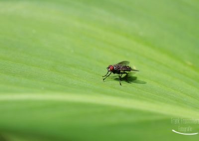 Fliege auf grünem Blatt