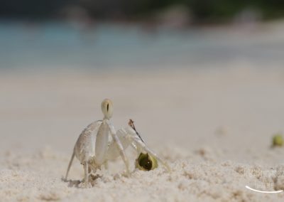 Krabbe am Strand