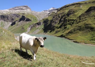 Kuh am Großglockner