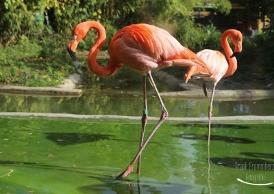 Roter Flamingo