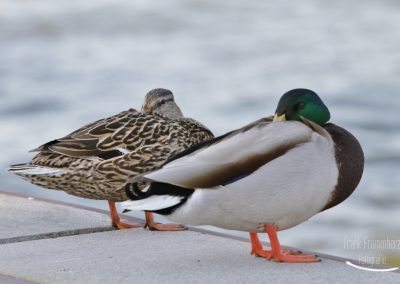 Entenpärchen