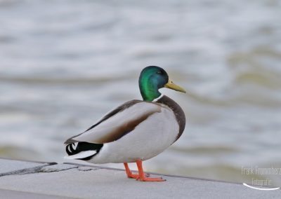 Erpel an der Donau