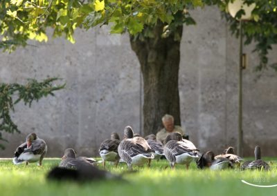 Graugänse im Park