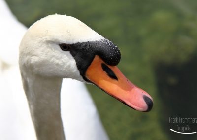 Schwan