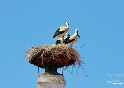 Störche im Nest
