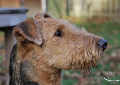 Airedale Terrier Sido im Profil