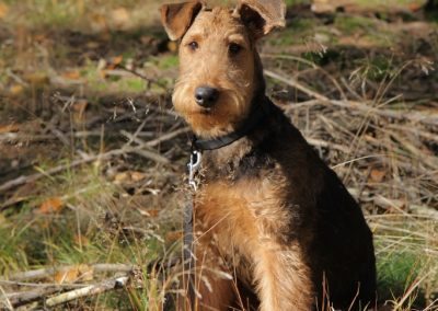 Airedale Terrier Sido im Wald